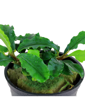 Bucephalandra en milieu de ruisseau, parfois immergee