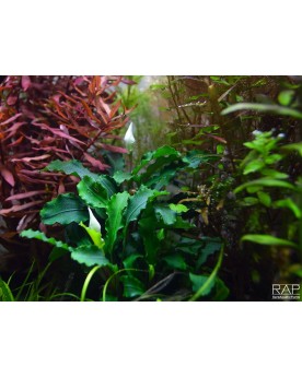Bucephalandra en milieu de ruisseau, parfois immergee
