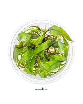 Cryptocoryne x purpurea feuilles marbrees