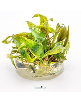 Cryptocoryne x purpurea feuilles marbrees
