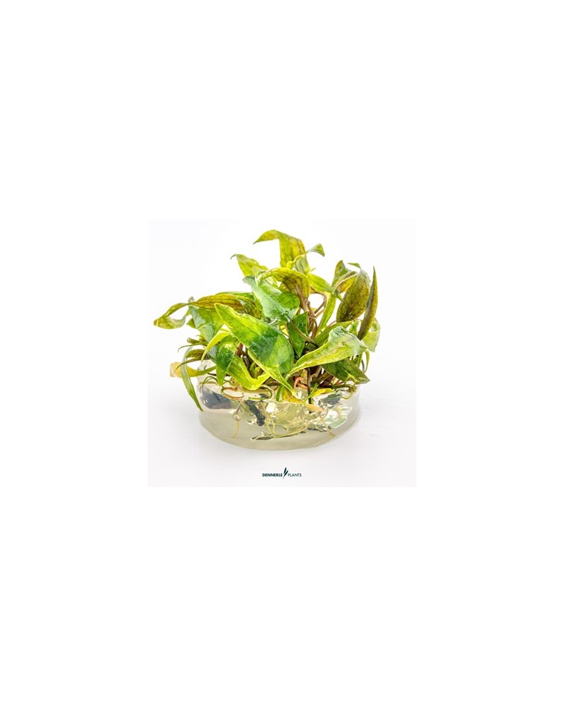 Cryptocoryne x purpurea feuilles marbrees