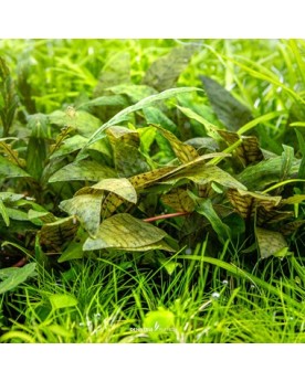 Cryptocoryne x purpurea feuilles marbrees