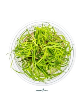 Juncus repens dans eau peu profonde