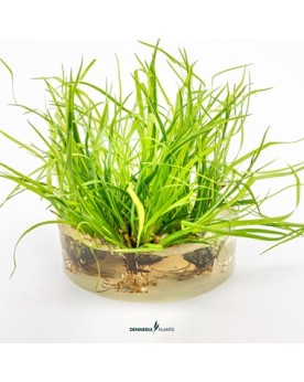 Juncus repens dans eau peu profonde