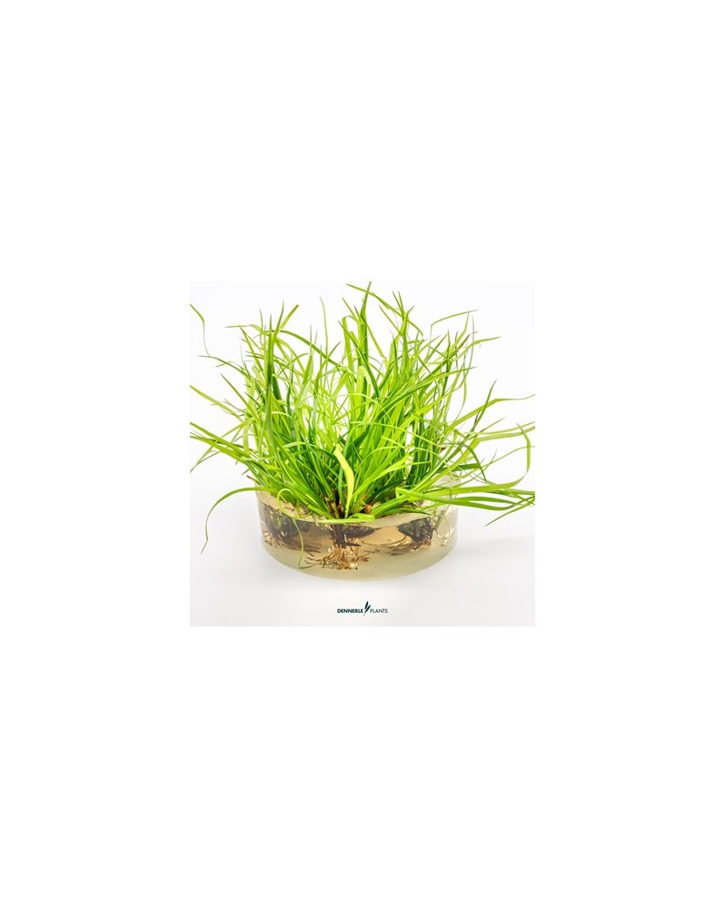 Juncus repens dans eau peu profonde