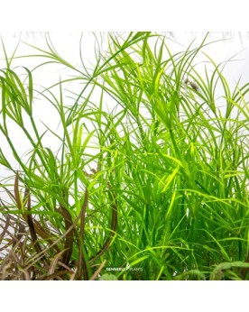 Juncus repens dans eau peu profonde