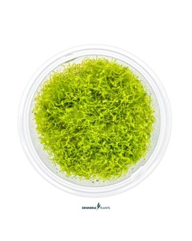 Amblysteglum serpens Nano Moss mousse verticale dense