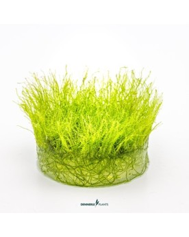 Amblysteglum serpens Nano Moss mousse verticale dense