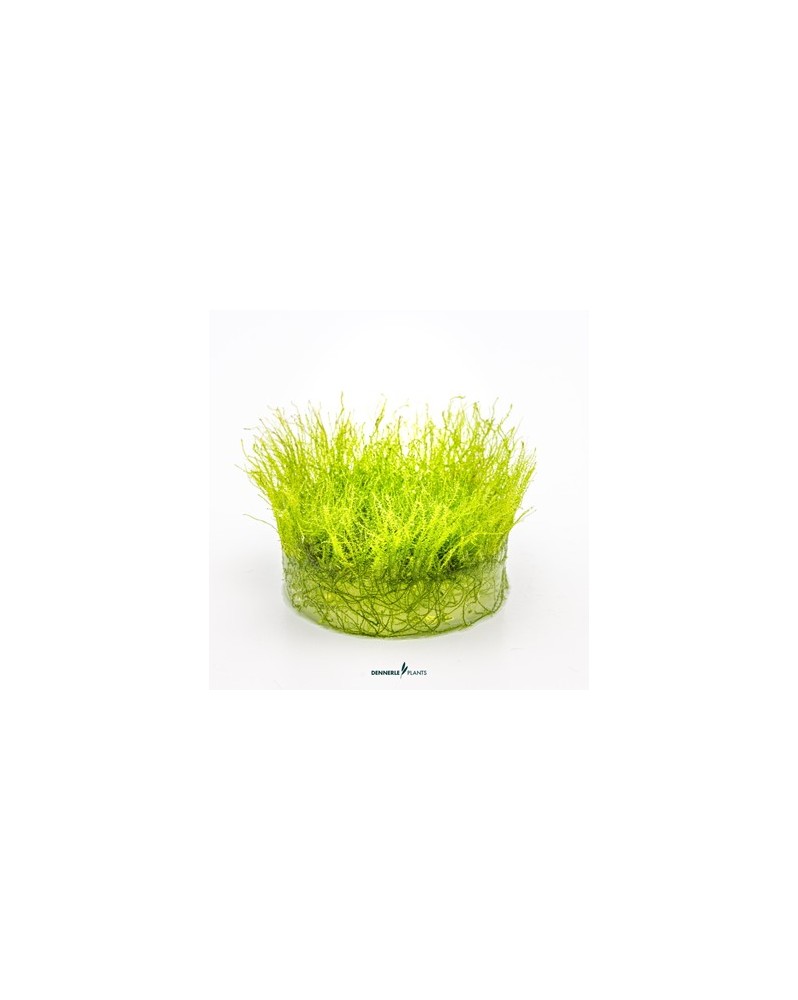 Amblysteglum serpens Nano Moss mousse verticale dense