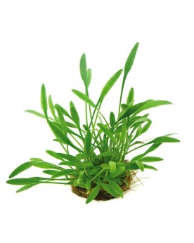 Cryptocoryne parva en avant plan aquarium