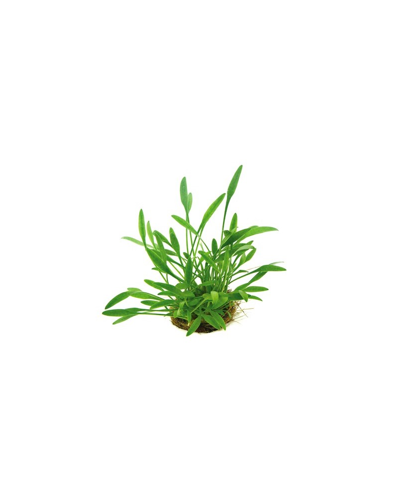 Cryptocoryne parva en avant plan aquarium