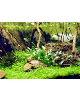 Cryptocoryne parva en avant plan aquarium