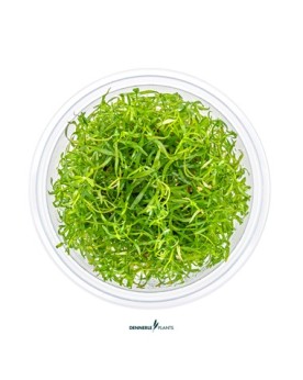 Ludwigia arcuata en aquarium, tiges et couleurs