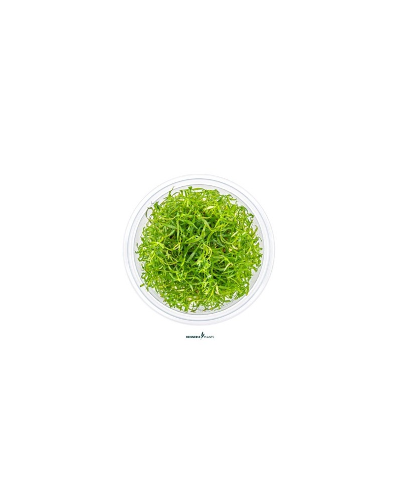 Ludwigia arcuata en aquarium, tiges et couleurs