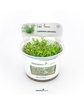 Ludwigia arcuata en aquarium, tiges et couleurs