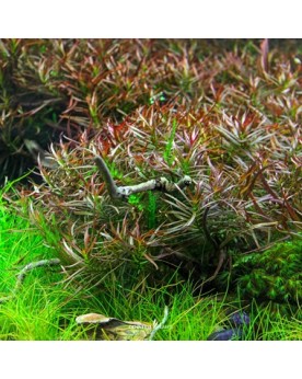 Ludwigia arcuata en aquarium, tiges et couleurs