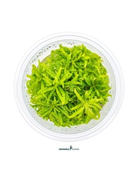 Pogostemon Helferi feuillage vert clair en etoile