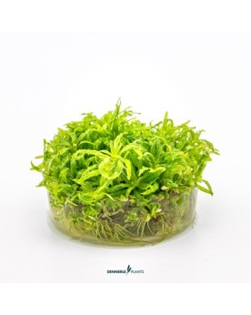 Pogostemon Helferi feuillage vert clair en etoile