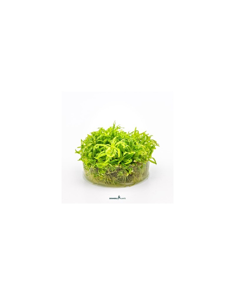 Pogostemon Helferi feuillage vert clair en etoile