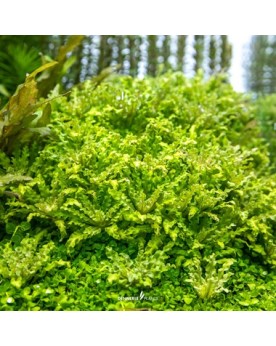 Pogostemon Helferi feuillage vert clair en etoile