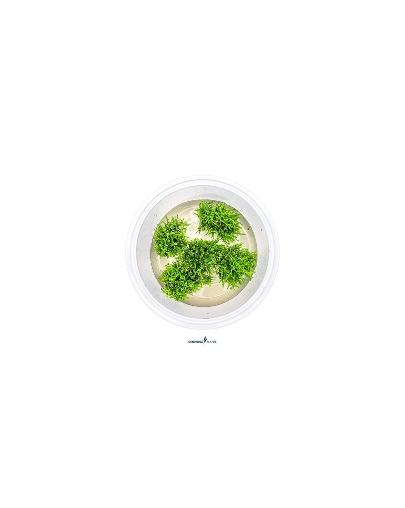 Riccardia Chamedryfolia mousse hepatique sur roche