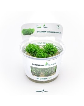 Riccardia Chamedryfolia mousse hepatique sur roche