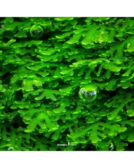 Riccardia Chamedryfolia mousse hepatique sur roche