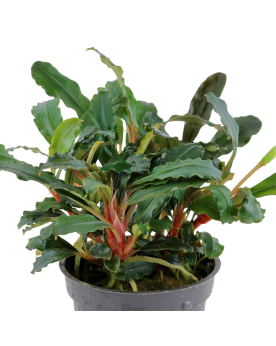 Bucephalandra sp Red feuilles vertes et rhizome rouge