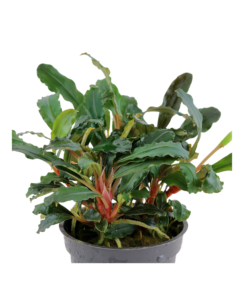 Bucephalandra sp Red feuilles vertes et rhizome rouge