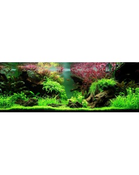 Micranthemum Monte Carlo tapis vert clair