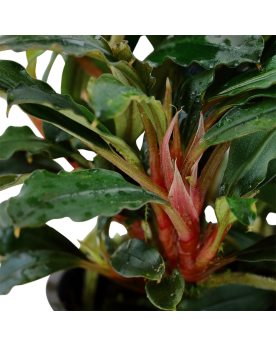 Bucephalandra sp Red feuilles vertes et rhizome rouge
