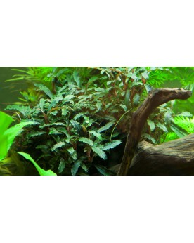 Bucephalandra sp Red feuilles vertes et rhizome rouge