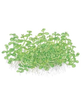 Micranthemum Monte Carlo tapis vert clair