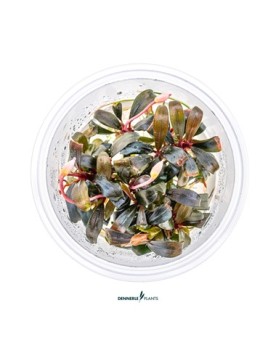 Bucephalandra Serimbu feuilles etroites 7-8 mm