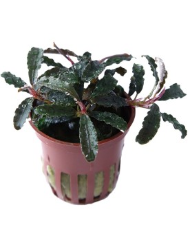 Bucephalandra Kedagang feuilles etroites et rhizome rouge
