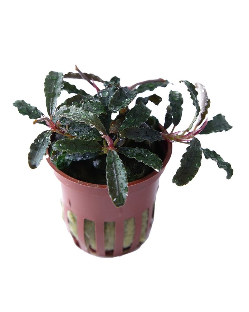 Bucephalandra Kedagang feuilles etroites et rhizome rouge
