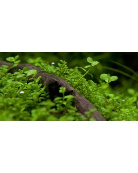 Micranthemum Monte Carlo tapis vert clair