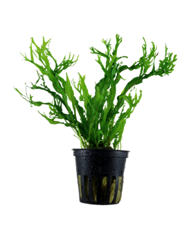 Microsorum pteropus Windelov en aquarium