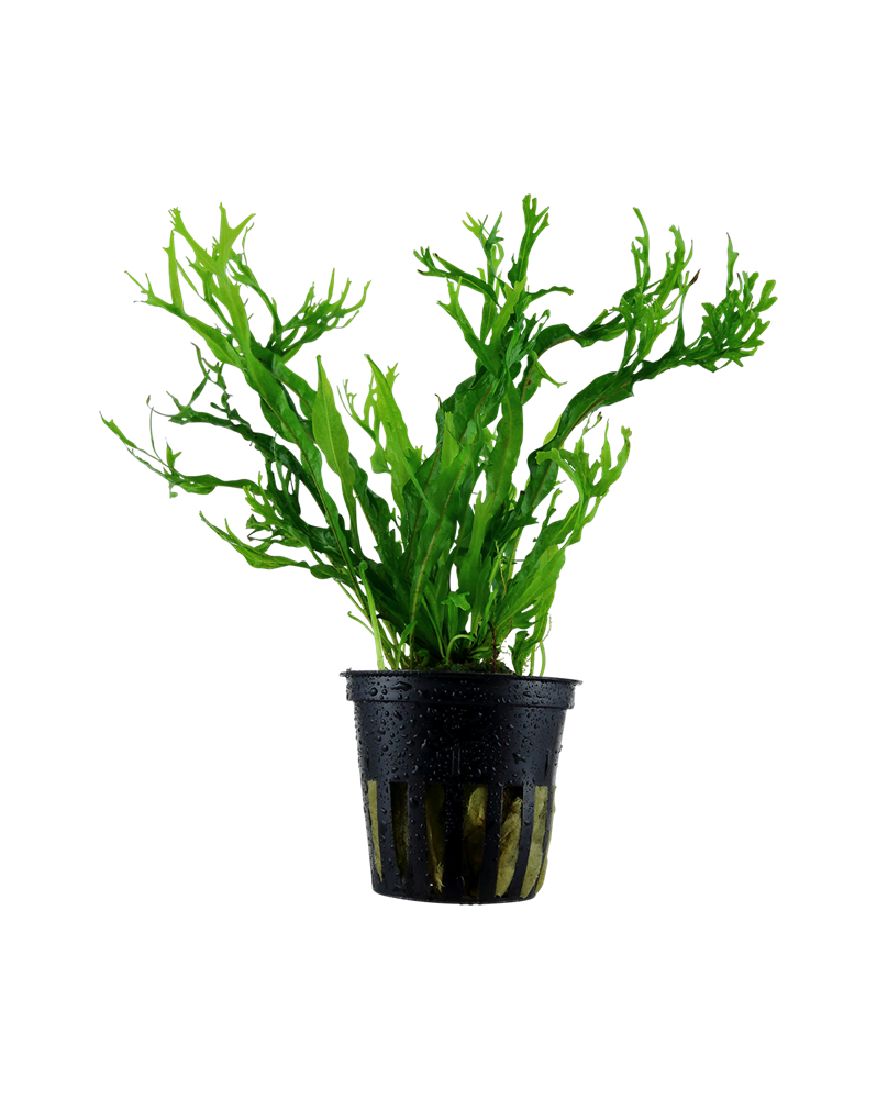 Microsorum pteropus Windelov en aquarium