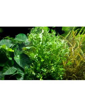 Microsorum pteropus Windelov en aquarium