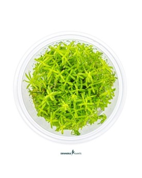 Rotala sp Wayanad plante aquatique feuilles fines vertes