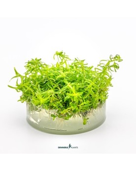 Rotala sp Wayanad plante aquatique feuilles fines vertes