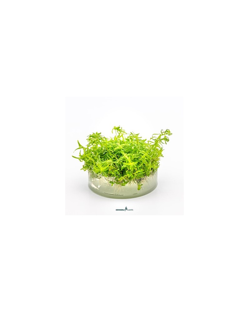 Rotala sp Wayanad plante aquatique feuilles fines vertes