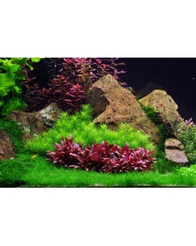 Pogostemon deccanensis tiges vert clair