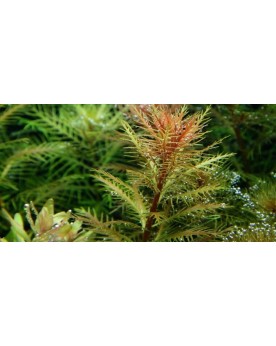 Proserpinaca palustris Cuba plante a tige 10-40 cm