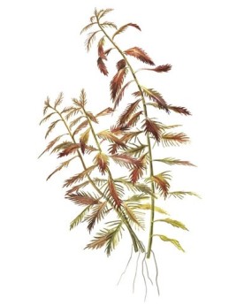 Proserpinaca palustris Cuba plante a tige 10-40 cm