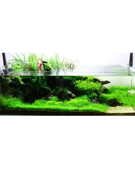 Riccia fluitans mini fixee sur pierre