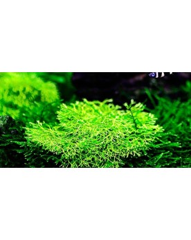 Riccia fluitans mini fixee sur pierre