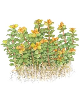 Bacopa caroliniana compacte en aquarium