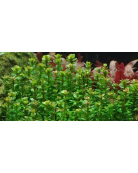 Bacopa caroliniana compacte en aquarium